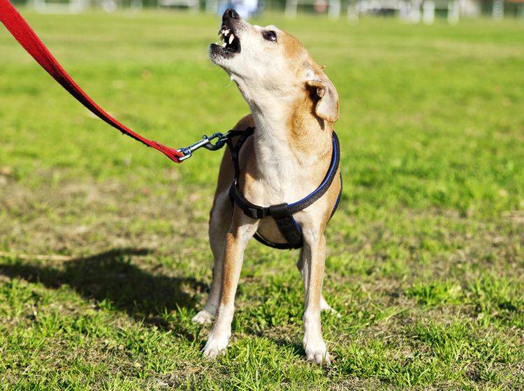 In der Problemhundetherapie müssen Hund und Halter zusammenarbeiten – Shutterstock / Eldad Carin