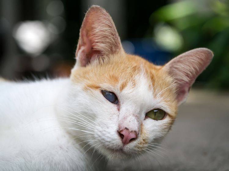 Grauer Star hat diese Katze auf einem Auge blind gemacht – Shutterstock / Noppharat46