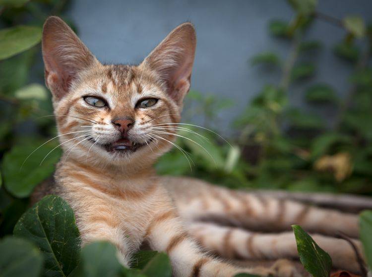 Wenn Katzen flehmen, können sie Duftstoffe besser aufnehmen – Shutterstock / Klemen Misic