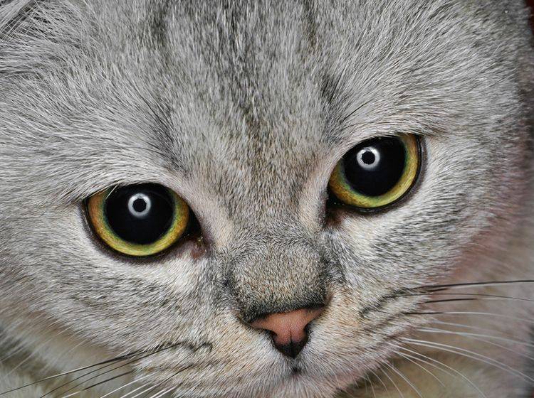 Nicht jede Katze hat so gesunde Augen, manche leiden an Grünem Star – Shutterstock / Hedzun Vasyl