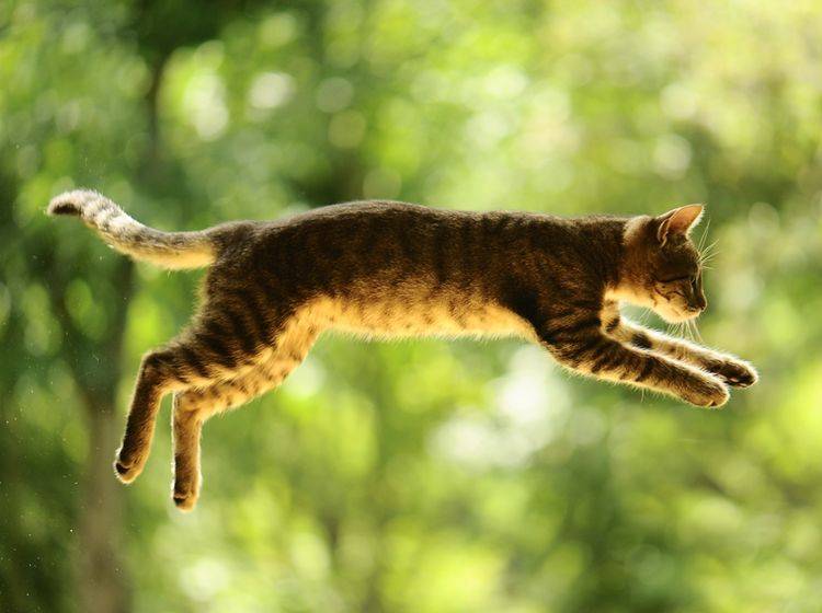 Katzen können sich im freien Fall drehen, sodass sie fast immer auf den Pfoten landen – Shutterstock / Vinogradov Illya