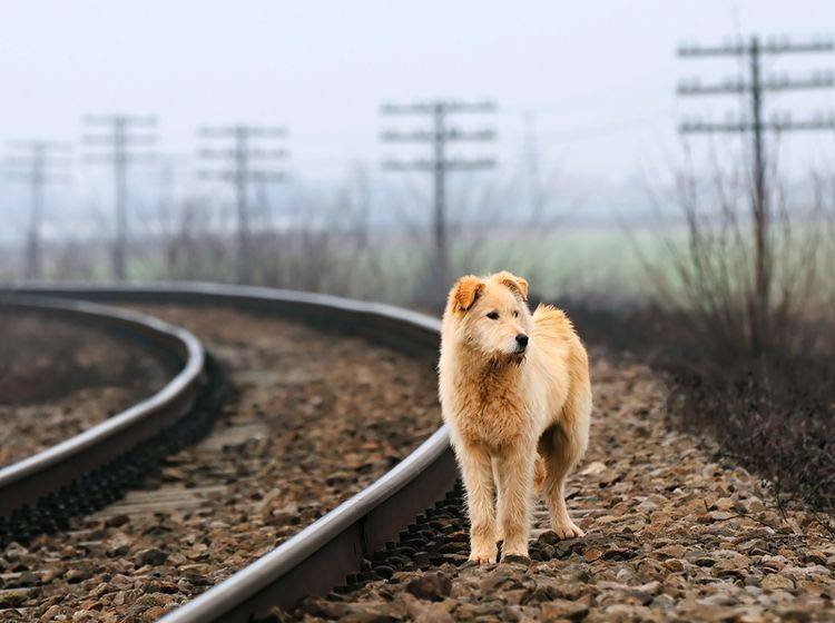 "Wo ist meine Familie?", fragt sich dieser Hund auf der Suche nach seinem Zuhause – Shutterstock / Mikadun