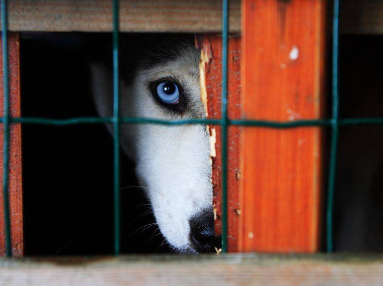 Wird Tierquälerei in den USA bald strenger verfolgt? – Shutterstock / Emka74