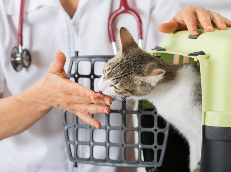 Wird die junge Katze sterilisiert oder kastriert? – Shutterstock / 135pixels