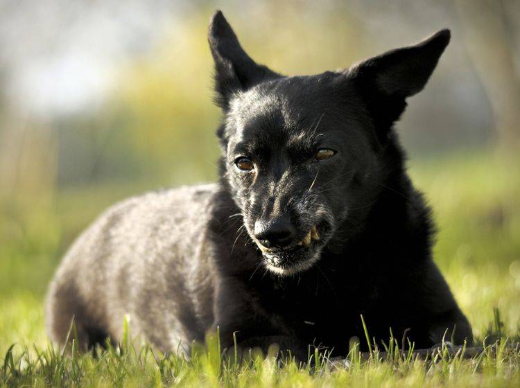 "Komm mir bloß nicht zu nahe", scheint dieser knurrende Hund zu denken – Shutterstock / Tomasz Wrzesien