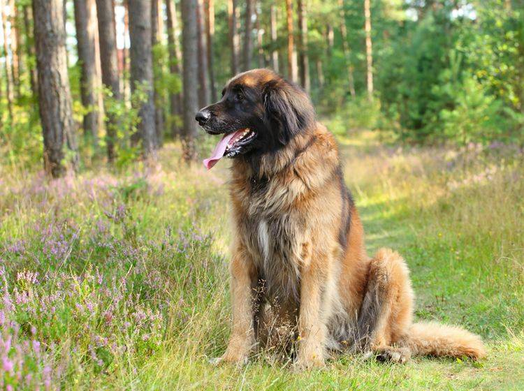 Große Hunde wie der Leonberger sind anfällig für bestimmte Krankheiten – Shutterstock / Jagodka