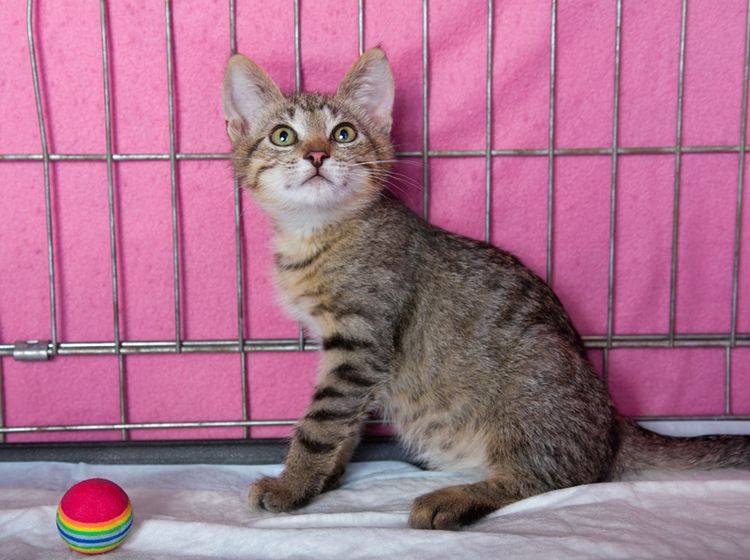 "Wer will mich haben?", fragt sich die süße Katze aus dem Tierheim – Shutterstock / Eillen