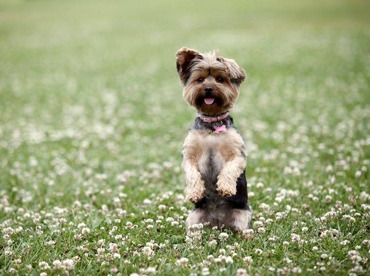 "Guck mal, was ich kann!" – Ist permanente Aufmerksamkeit gut für Hunde? – Shutterstock / Phase4Studios
