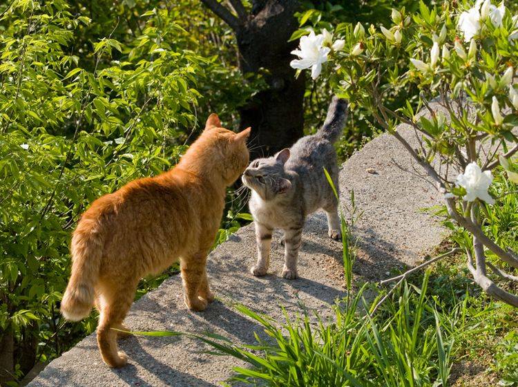 Zwei Katzen begegnen sich und beschnuppern sich freundlich – Shutterstock / Seiji