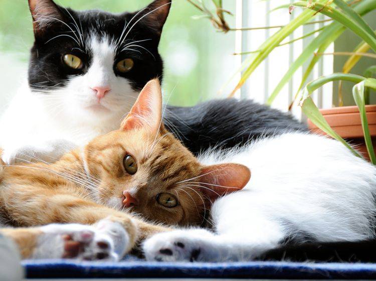 Zwei wunderhübsche gescheckte Katzen kuscheln auf der Fensterbank – Shutterstock / Aspen Photo