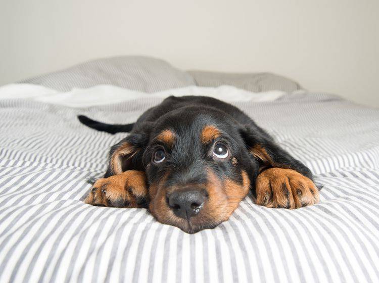 Wer kann diesem lieben Hundeblick schon widerstehen? – Shutterstock / Anna Hoychuk