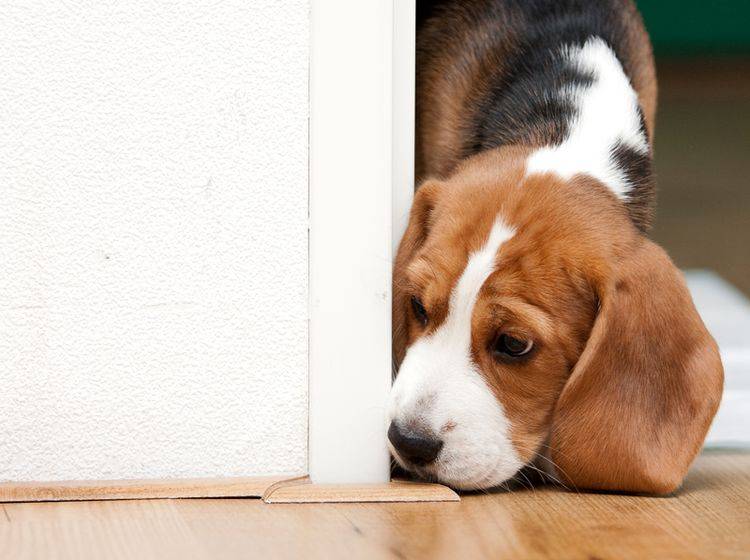 Wer Beagle mag, gilt als neugierig und unbeschwert – Shutterstock / Peter Kirillov