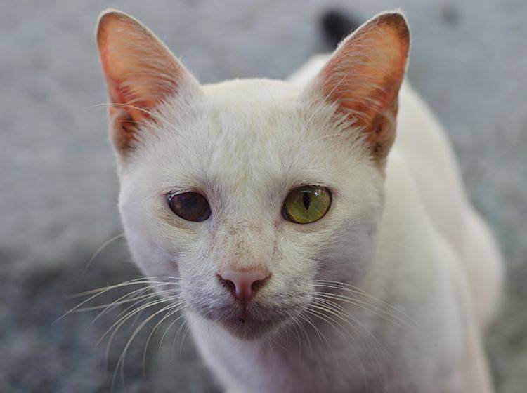 Diese Katze ist auf einem Auge blind: Ist Grüner Star die Ursache? – Shutterstock / Benchaporn Maiwat
