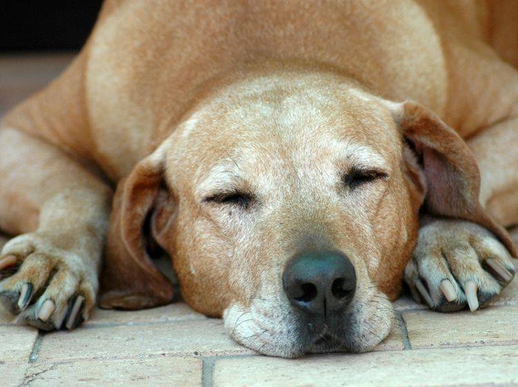 Vor allem ältere Hunde, wie dieser Senior, können im fortgeschrittenem Alter an Harninkontinenz erkranken – Shutterstock / Anke van Wyk