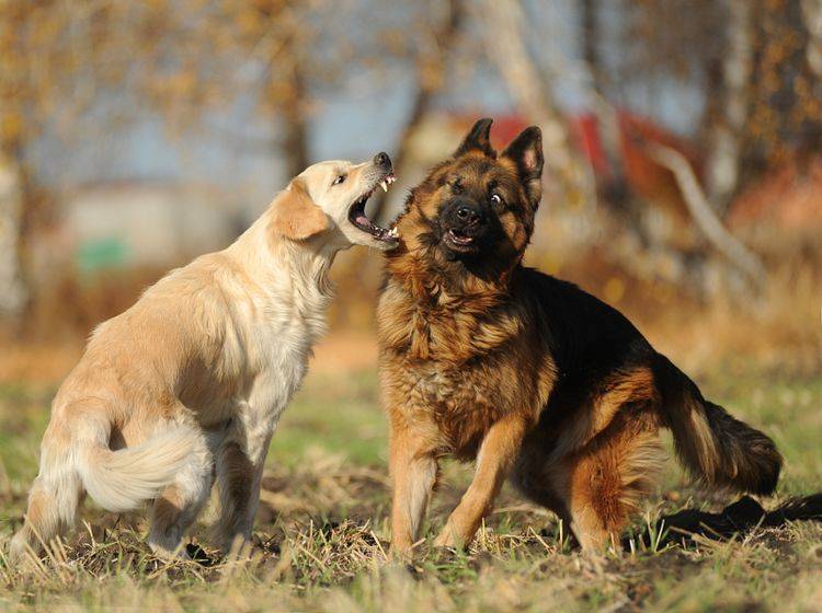 Wenn während eines Hundestreits doch einmal gebissen wurde, sollte schnell gehandelt werden – Shutterstock / Victoria Antonova