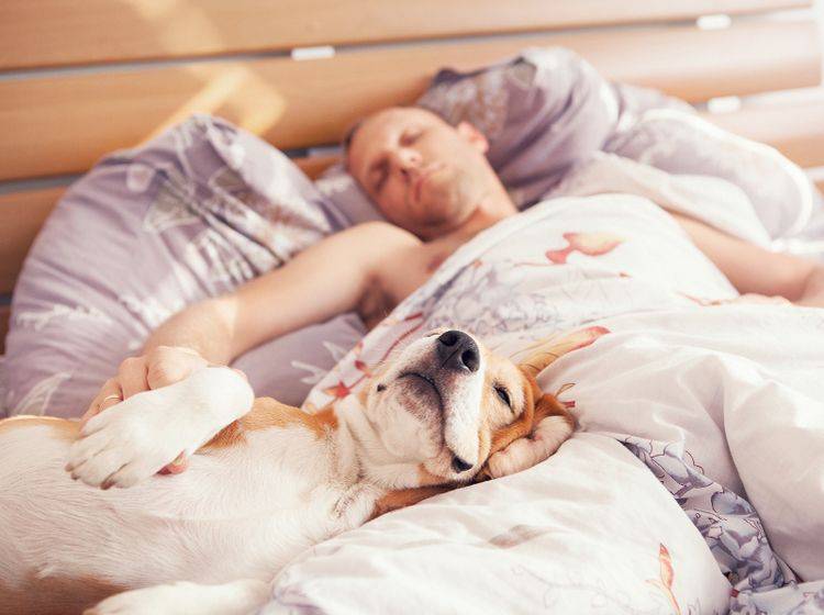 Sie haben verschlafen? Neeeeein, Sie mussten noch mit dem Hund raus und sind deswegen spät dran... – Shutterstock / Soloviova Liudmyla