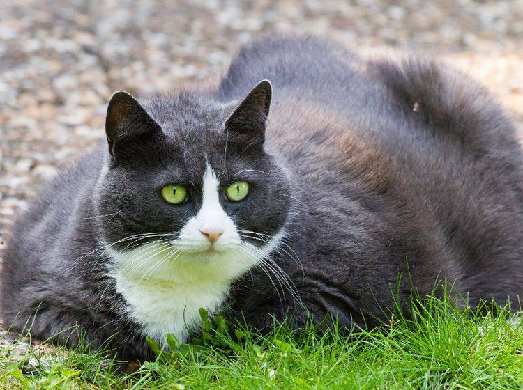 Übergewichtige Katzen haben vor allem draußen Defizite gegenüber schlanken, beweglicheren Katzen – Shutterstock / Dennis van de Water