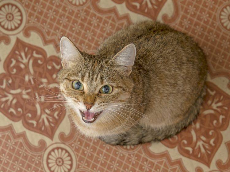 "Miau!": Diese Katze will ihrem Menschen etwas mitteilen – Shutterstock / maradon 333