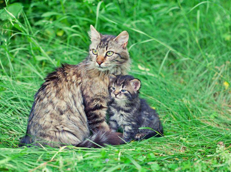 Frühlingszeit ist Kätzchenzeit: Süße Katzenmama mit ihrem Nachwuchs – Shutterstock / vvvita