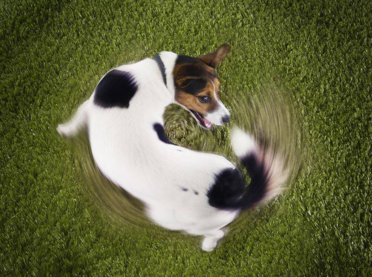 Hunde wie dieser Jack Russel Terrier, die ihren Schwanz jagen, könnten möglicherweise krank sein – Shutterstock / bikeriderlondon
