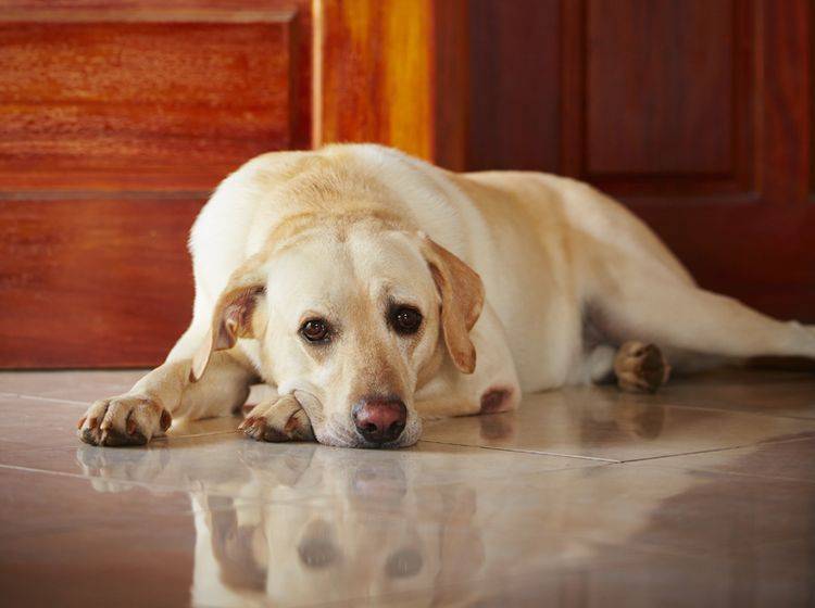 Trennungsangst kann ein Grund dafür sein, wenn Hunde vor der Tür warten – Shutterstock / Jaromir Chalabala