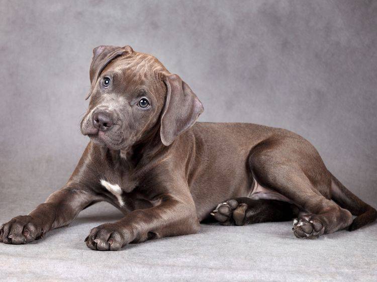 Ein schokobrauner American Pitbull Terrier Welpe schaut zuckersüß und lieb in die Kamera – Shutterstock / Adya