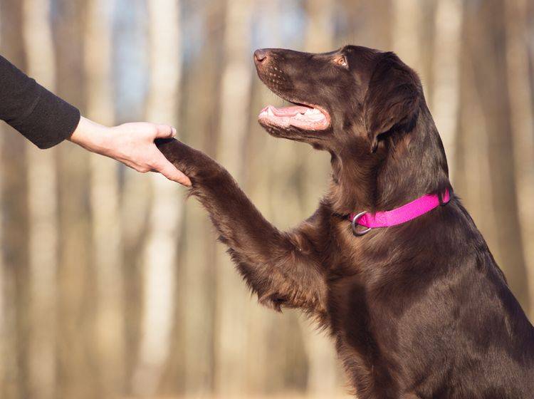 Ein wenig höfliche Distanz wissen Hunde bei der Begrüßung zu schätzen – Shutterstock / otsphoto