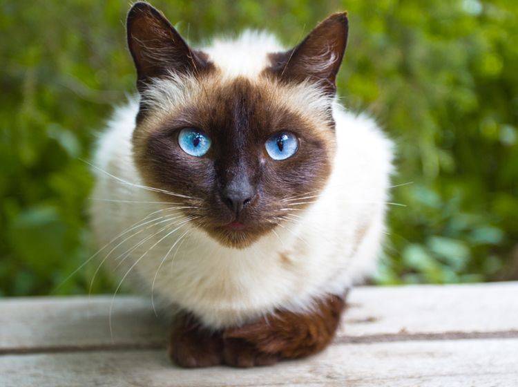 Taubheit ist bei Katzen gar nicht so leicht zu erkennen – Shutterstock / chromatos