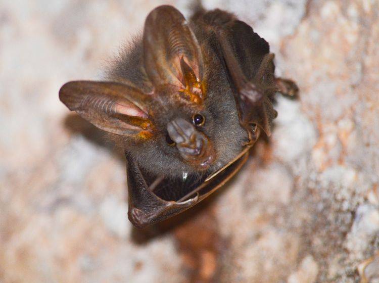 Eigentlich "übernachten" Fledermäuse tagsüber in Höhlen und nicht in Wohnhäusern – Shutterstock / Visanuwit thongon