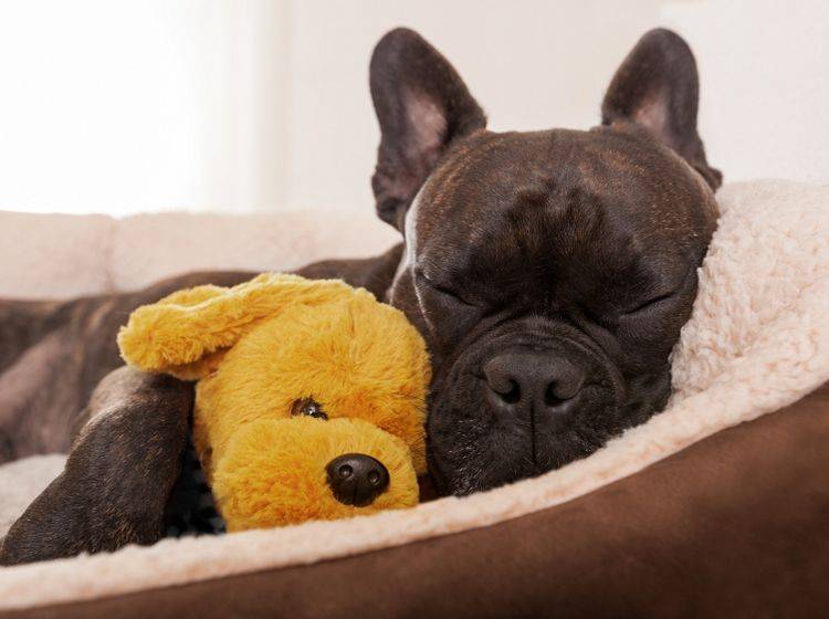 Stellen Sie Ihrem Hund eine gemütliche Schlafgelegenheit wie etwa einen Hundekorb oder ein Hundebett zur Verfügung – Shutterstock / Javier Brosch