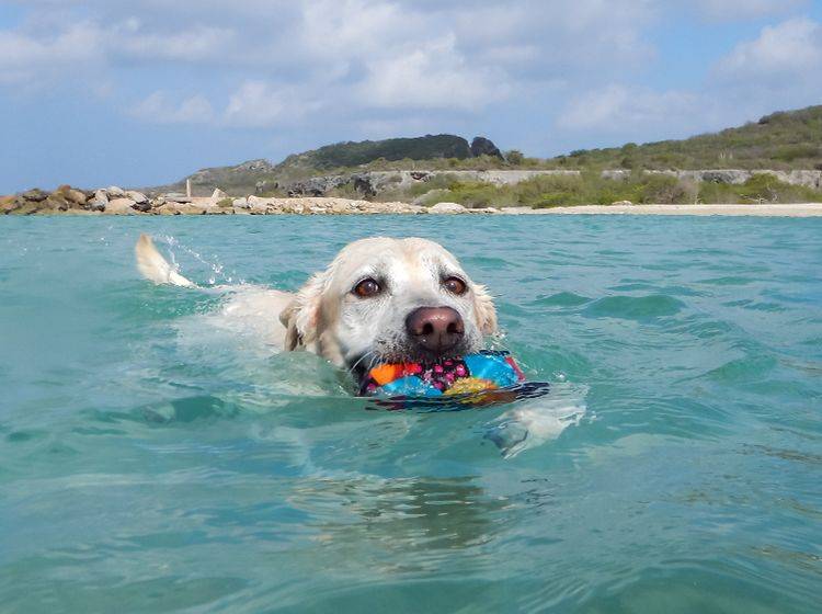 Dieser "Seehund" apportiert liebend gerne im Wasser! Macht aber auch Spaß, so eine erfrischende Beschäftigung – Shutterstock / Gail Johnson