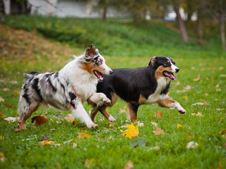 Genau wie diese zwei Racker, können sich Vierbeiner auf Hundewiesen so richtig auspowern – Shutterstock / Ksenia Raykova