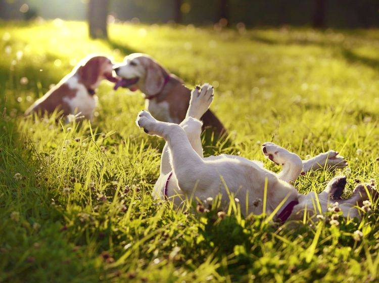 Hundewiesen und das Spielen dort mit anderen Hunden, sind ein Traum für nahezu jeden Vierbeiner – Shutterstock / Sasa Dzambic Photography