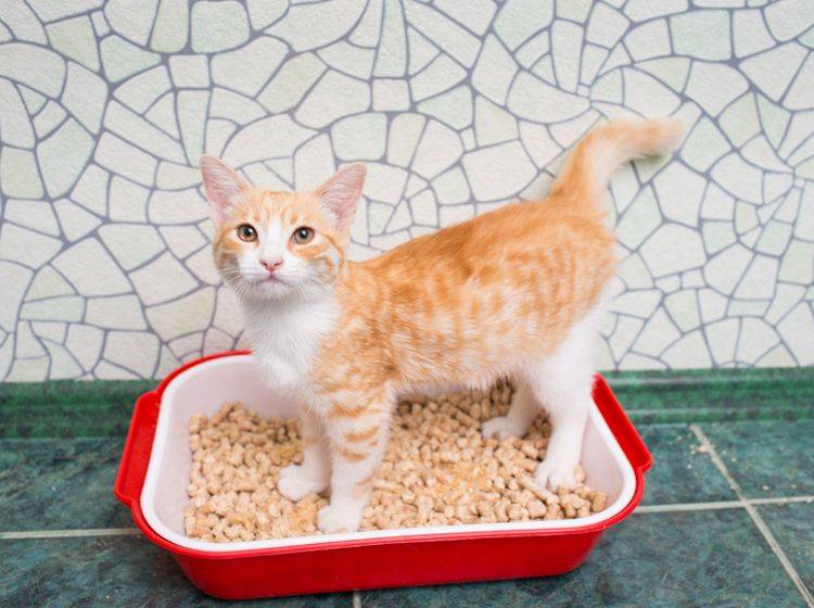 Das Badezimmer ist ein guter Ort für das Katzenklo – Shutterstock / Tiplyashina Evgeniya