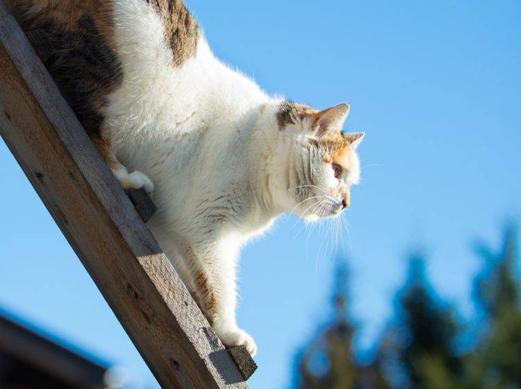 Diese Miez klettert geschickt eine einfache Katzenleiter hinunter – Shutterstock / ASchindl