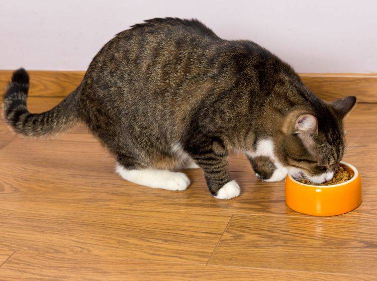 So hochwertig und gesund das Katzenfutter auch ist – wichtig ist ebenfalls, dass es Ihrer Miez schmeckt – Shutterstock / Okssi