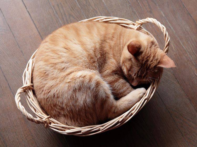 Katzen befinden manchmal die seltsamsten Schlafplätze als bequem – Shutterstock / haru