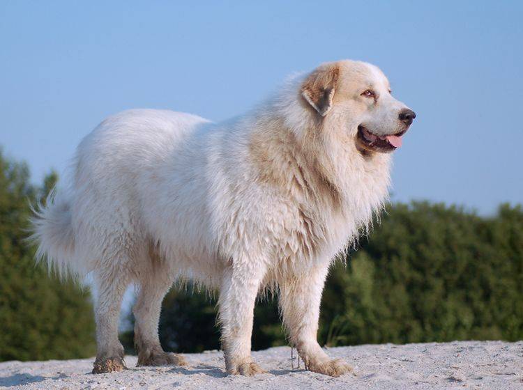 Der Pyrenäenberghund ist ein imposanter Rassehund, der viel Bewegung und konsequente Erziehung braucht – Shutterstock / schubbel
