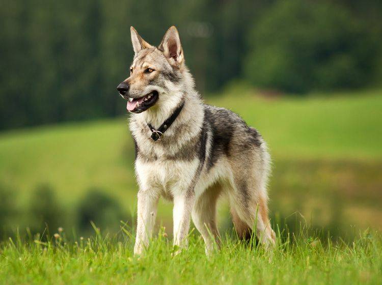 Der wunderbare Tschechoslowakische Wolfshund hat eine ganz besondere, natürliche Ausstrahlung – Shutterstock / gloverk