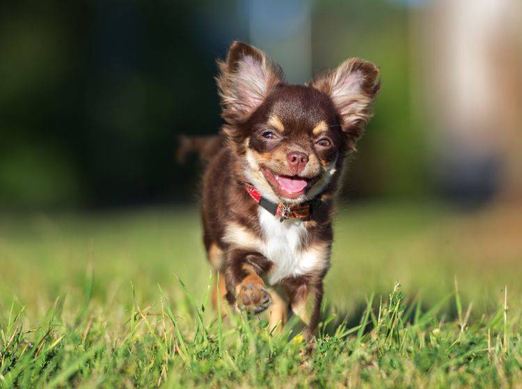 Chihuahuas können die buntesten Fellfarben aufweisen, so wie dieser süße Fratz – Shutterstock / otsphoto