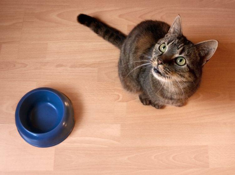 Katze Hat Probleme Beim Fressen