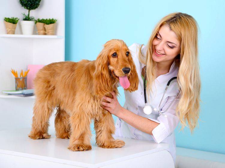 Leidet ein Hund an Inkontinenz, kann nur der Tierarzt helfen – Shutterstock / Africa Studio
