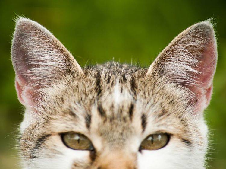 Wenn Katzen plötzlich taub werden, ist meist eine Ohrenkrankheit der Grund – Shutterstock / Csehak Szabolcs