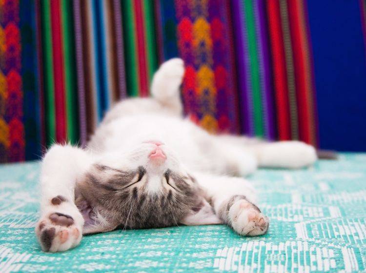 Dieses kleine Kätzchen schert sich nicht um dumme Sprüche – Shutterstock / TalyaPhoto