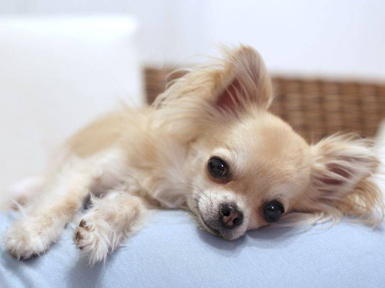 Mit ein paar praktischen Tipps können Sie so entspannt sein wie der süße Chihuahua auf dem Sofa – Shutterstock / padu_foto