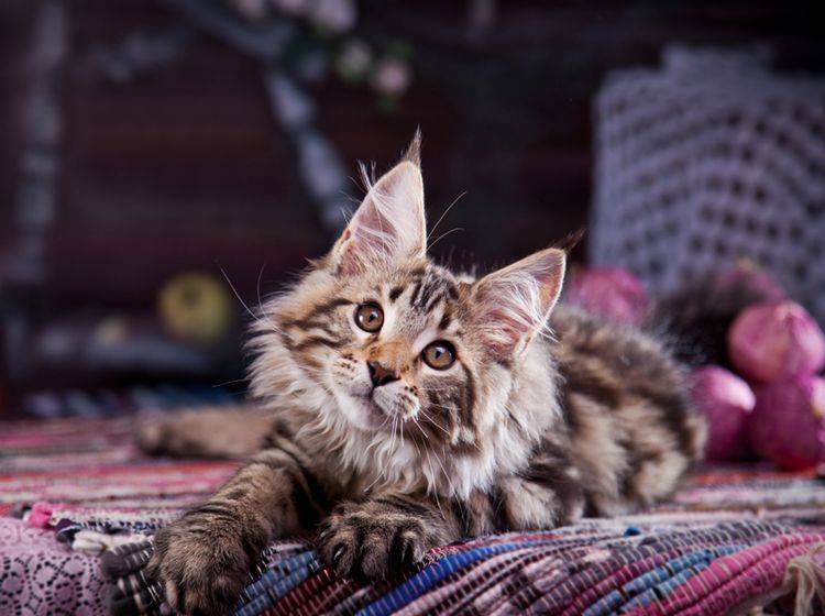 Maine-Coon-Katzen sind neugierig, schlau und nicht nur als Kätzchen sehr verspielt – Shutterstock / dezi