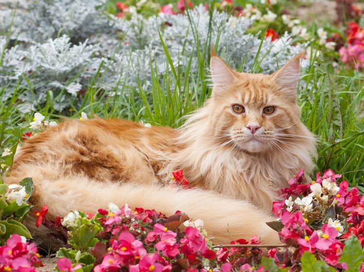 Diese wunderschöne Maine-Coon-Katze fühlt sich im Garten richtig wohl – Shutterstock / Mitrofanov Alexander