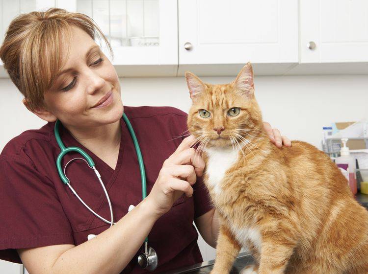 Regelmäßige Vorsorgeuntersuchungen beim Tierarzt helfen, Niereninsuffizienz frühzeitig zu erkennen – Shutterstock / SpeedKingz