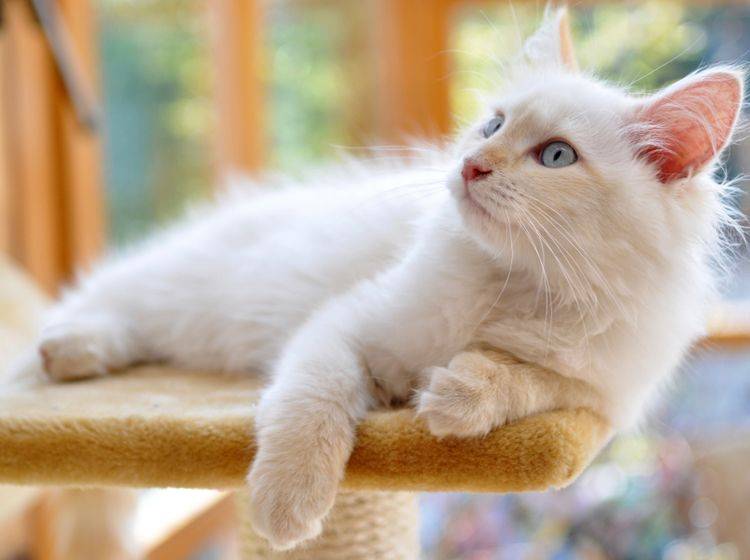Viele Katzen mit weißer Fellfarbe und blauen Augen sind taub – Shutterstock / papillondream