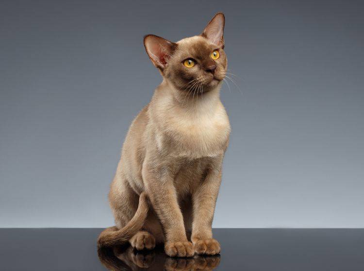 Die bezaubernde Burma-Katze ist in der Regel nicht anfällig für Krankheiten – Shutterstock / Seregraff